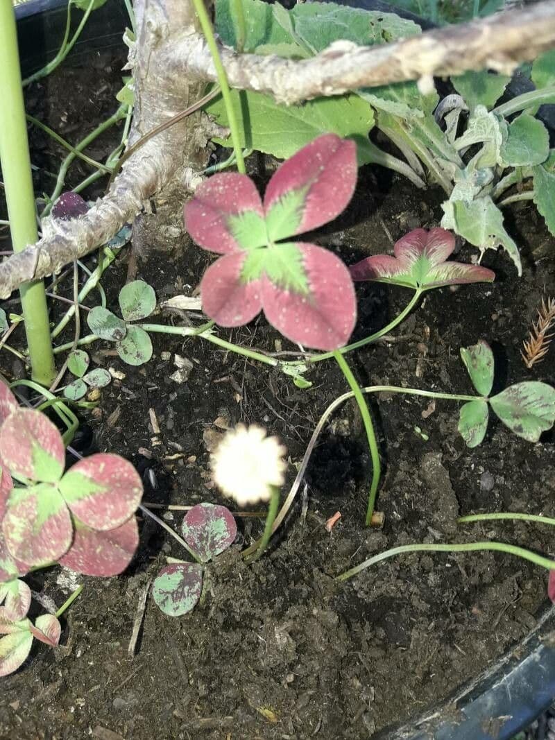 Oxalis pourpre 15