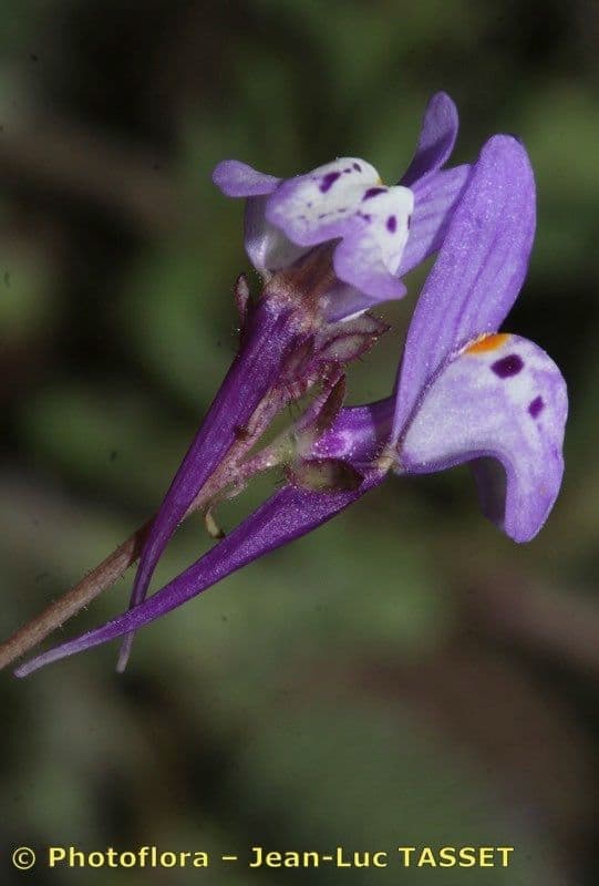 Linaria 4