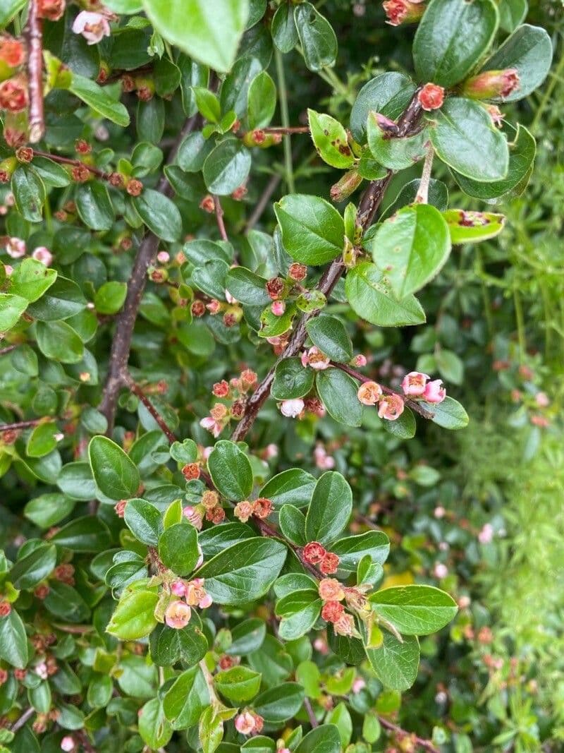 Cotoneaster 6