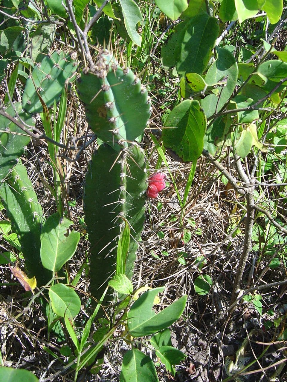 Cereus 3