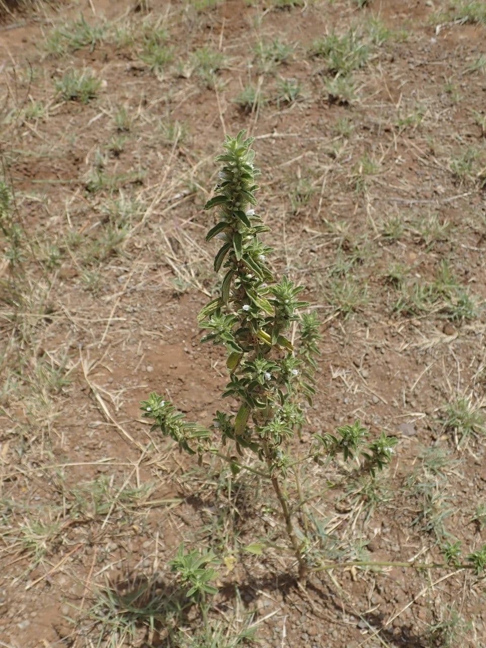Leucas 4
