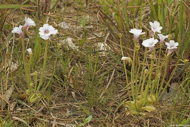 Pinguicula pumila 8