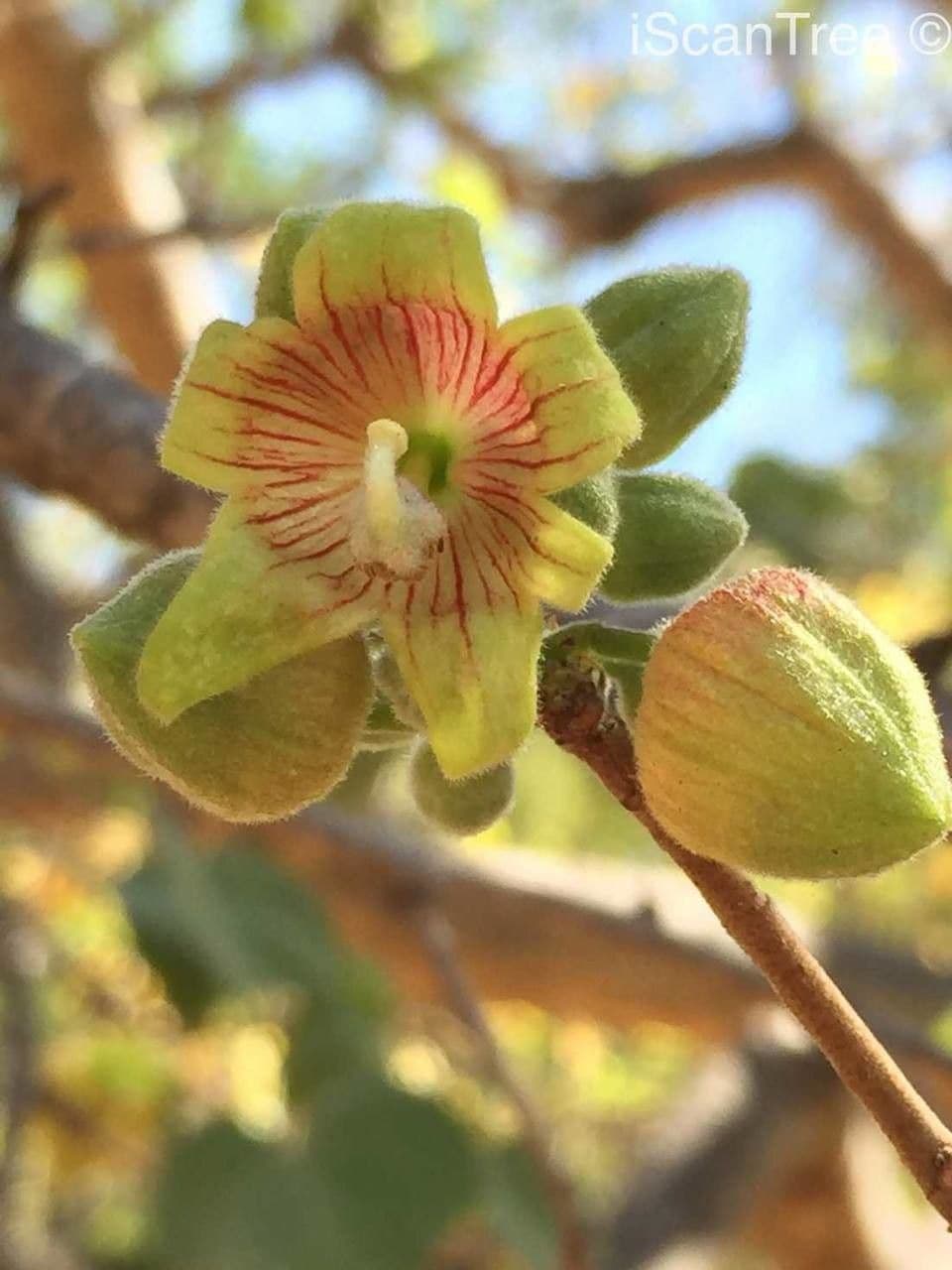 Sterculia 7
