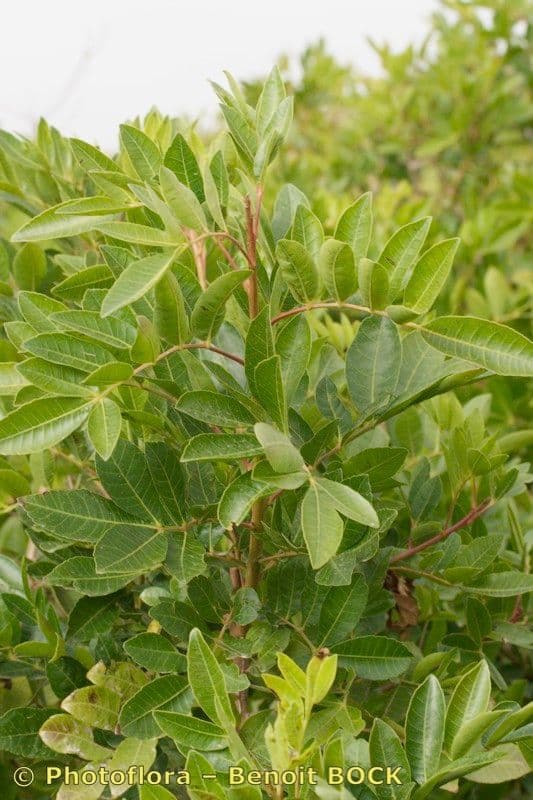 Pistacia 28