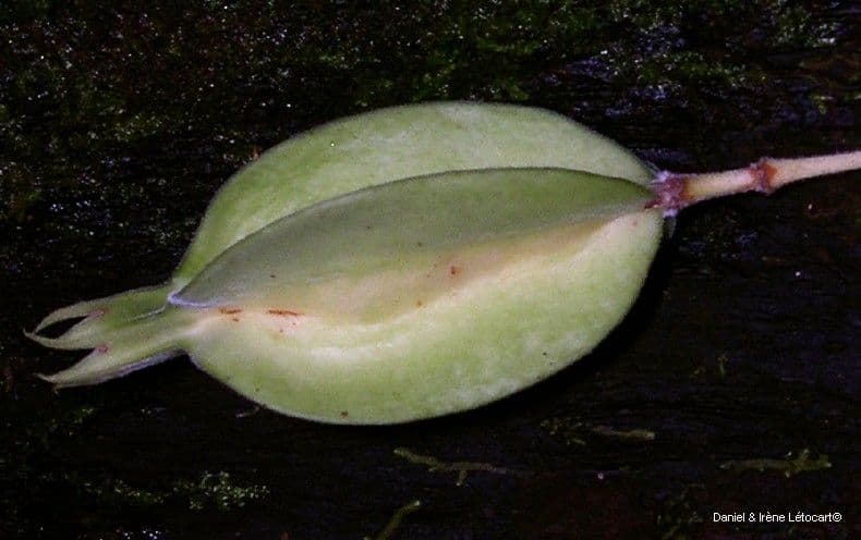Atractocarpus 2