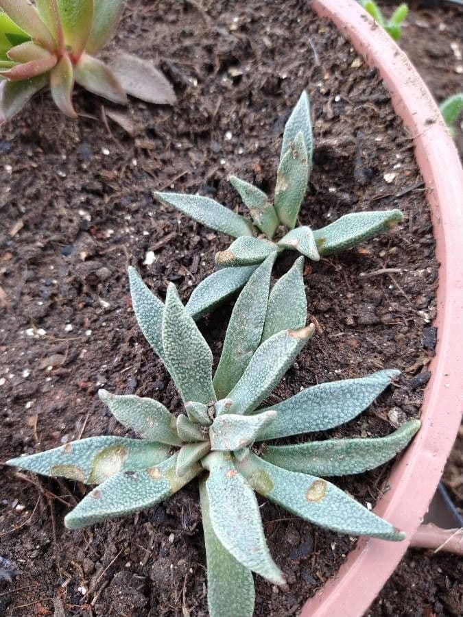 Roccia divisa 6
