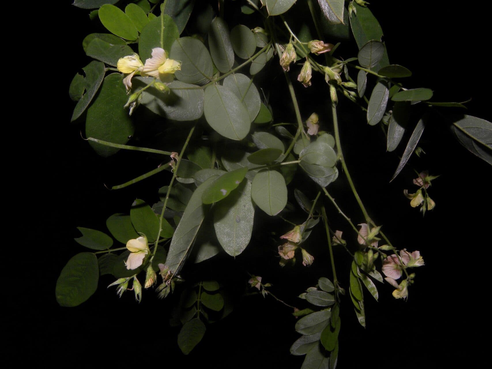 Coursetia caribaea 7