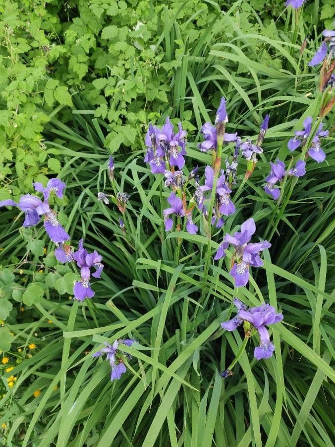 Iris versicolor 17