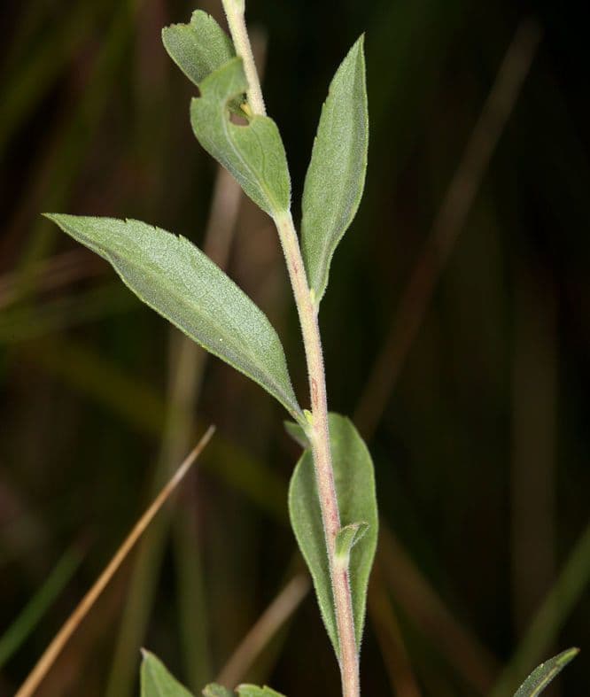 Solidago 18