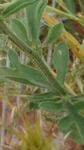 Centaurea collina 24