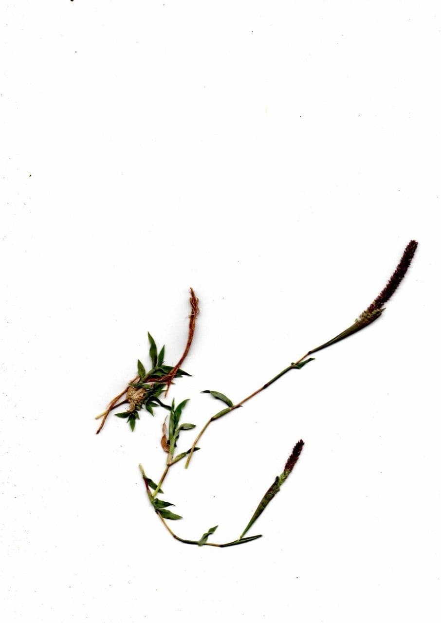 Tragus berteronianus 18