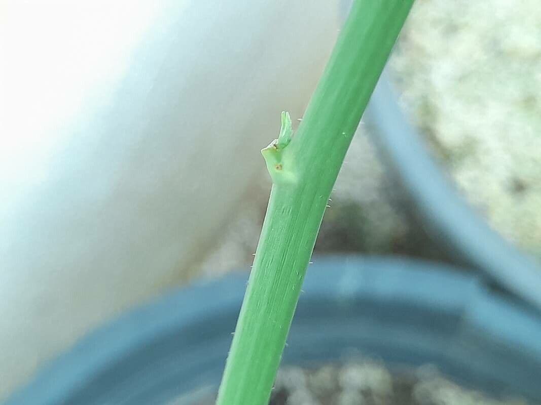 Lechero 25