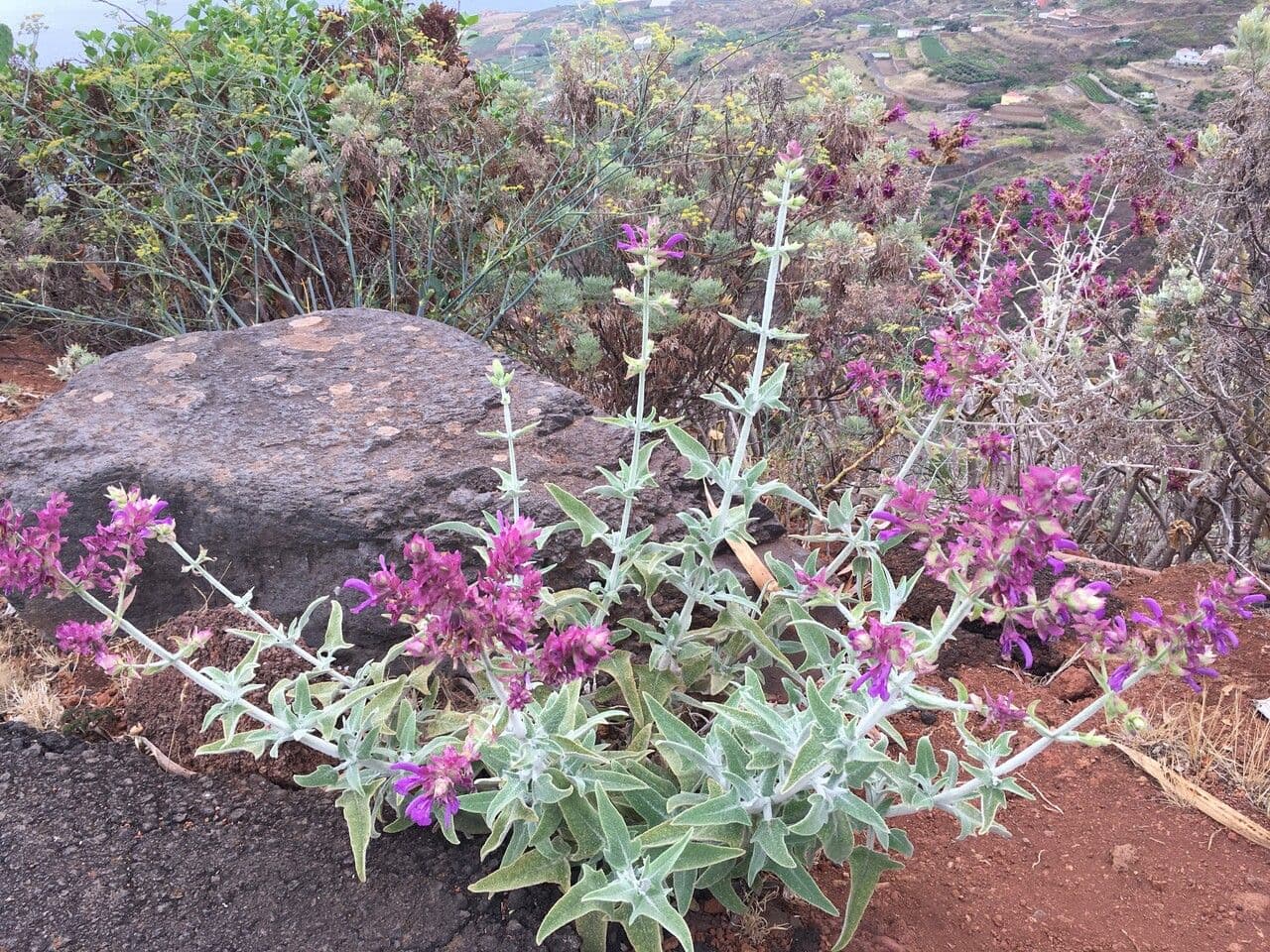Salvia 10