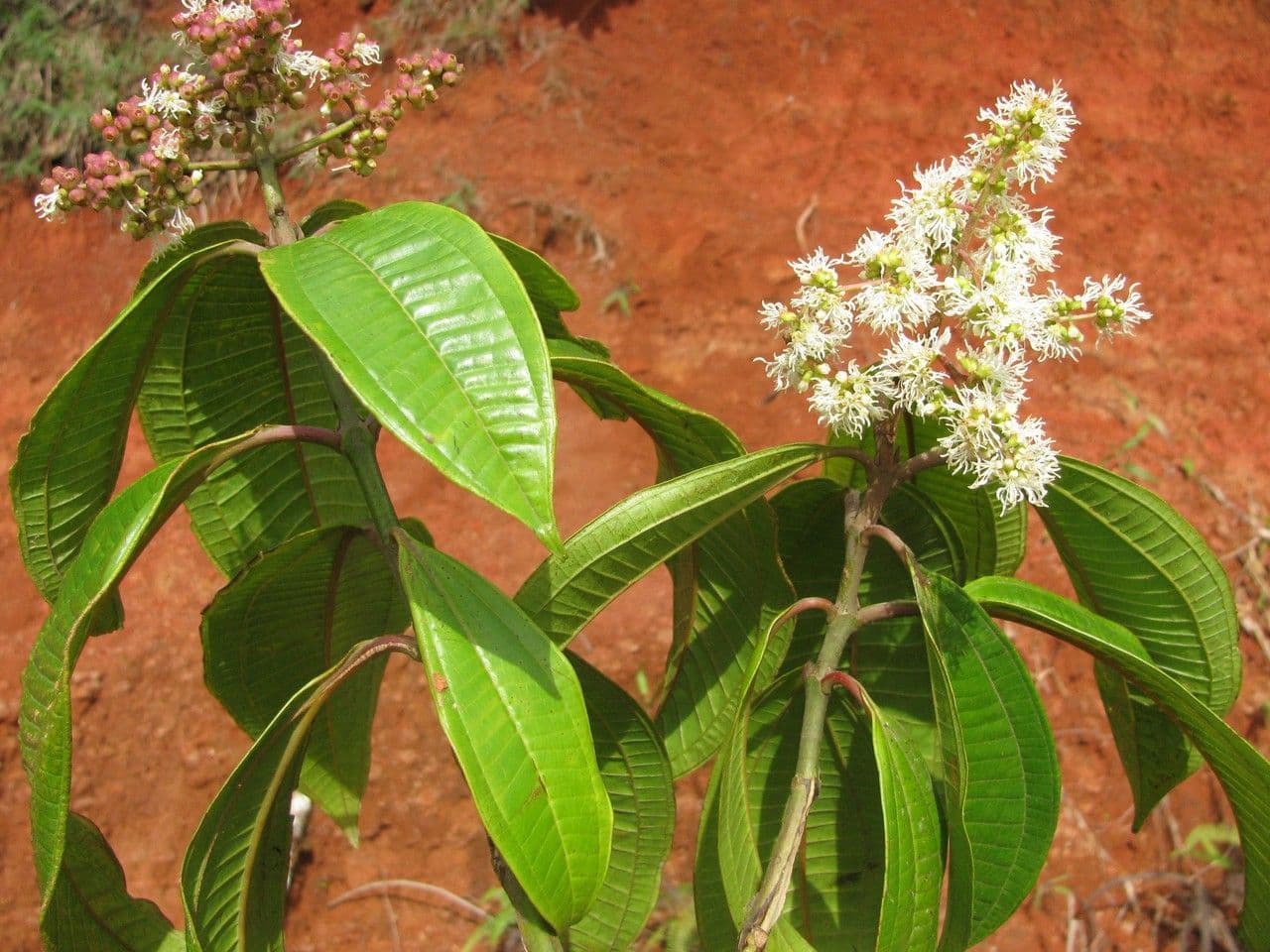 Miconia lonchophylla 8