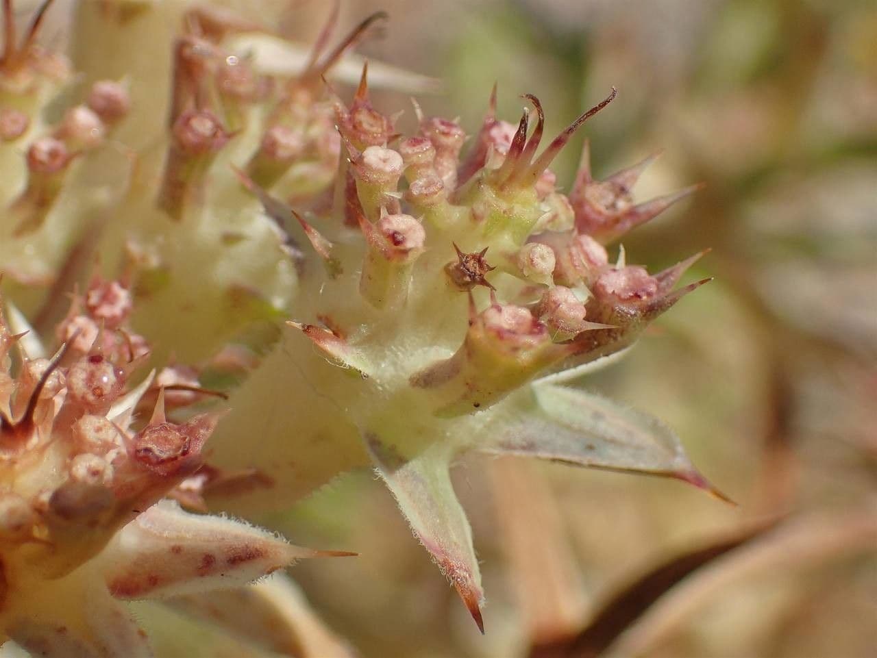 Echinophora spinosa 2