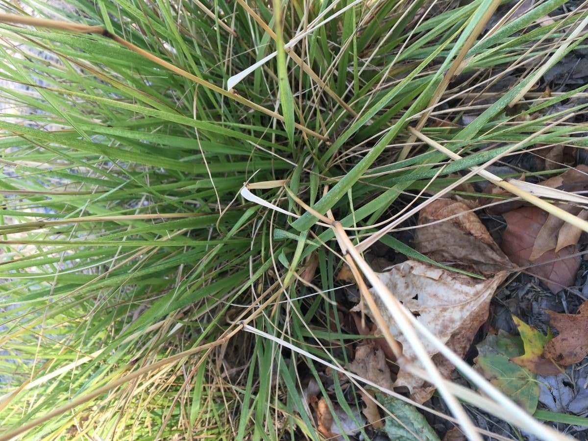 Festuca armoricana 6