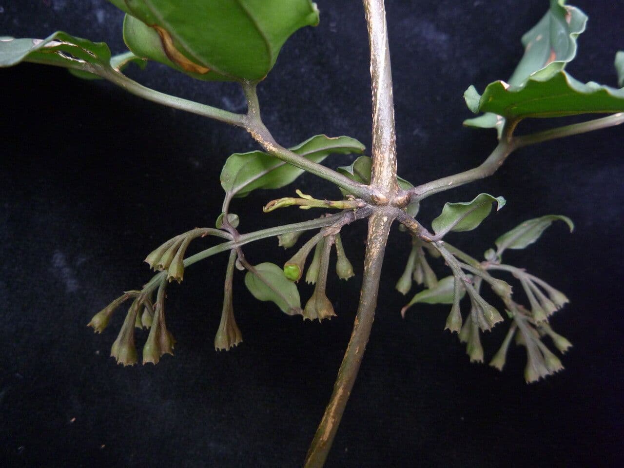 Jasmin
