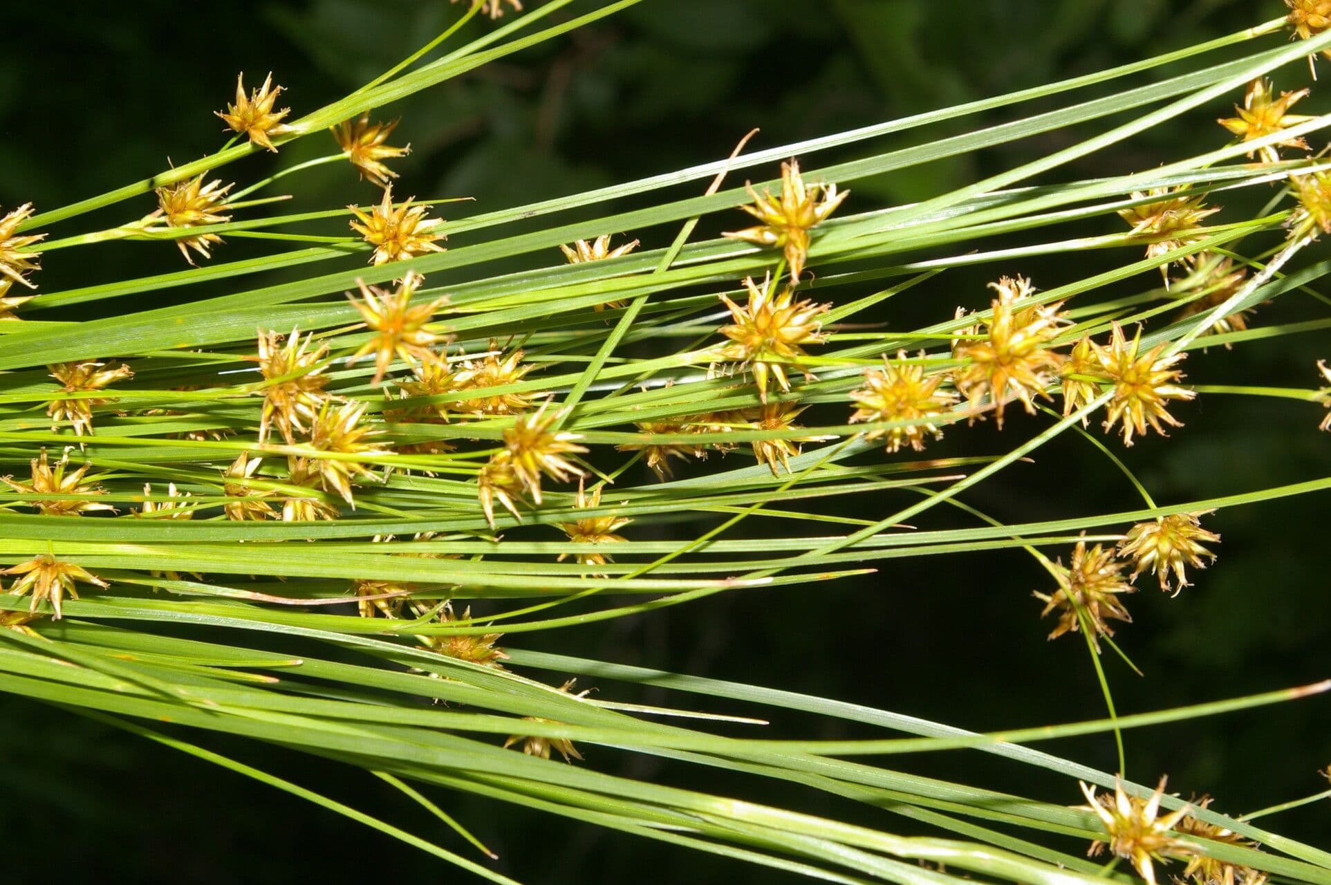 Rhynchospora 12