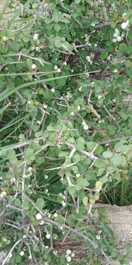 Muehlenbeckia complexa 22