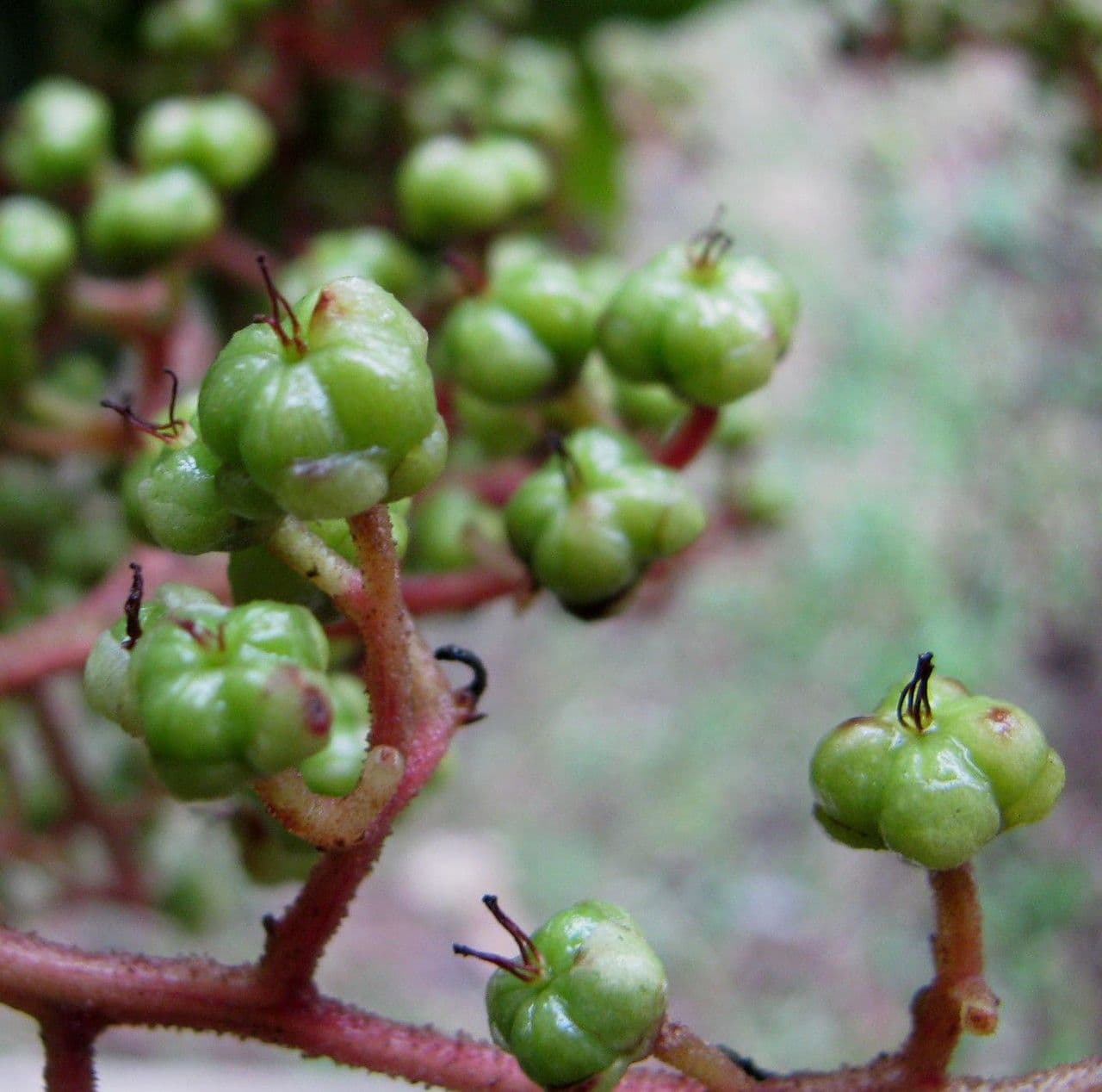 Saurauia 2