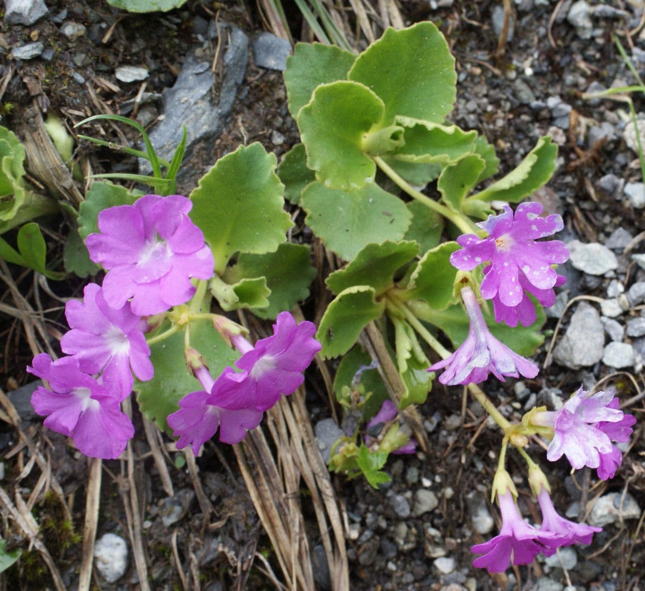 Primula hirsuta 14
