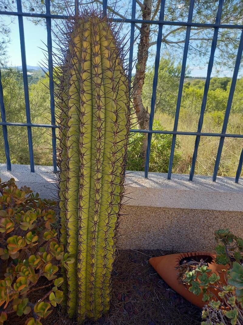Cactus organo 15