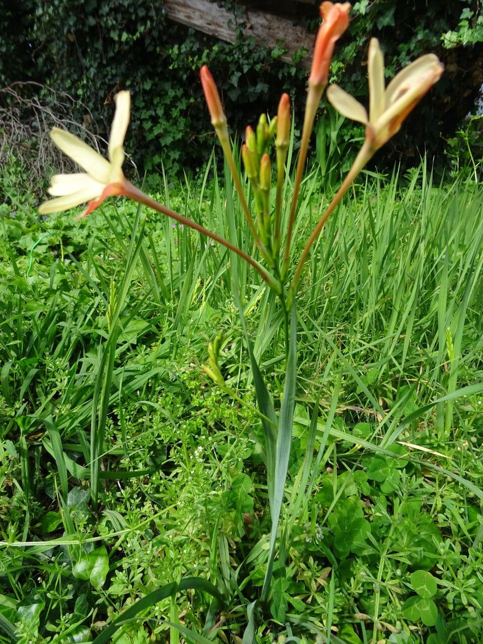Ixia 7
