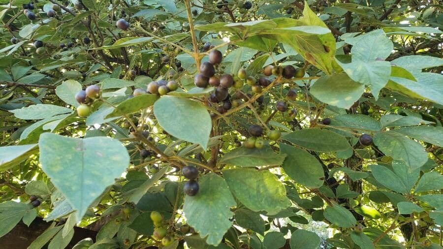 Vitex polygama 5