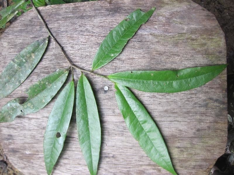 Anaxagorea 11