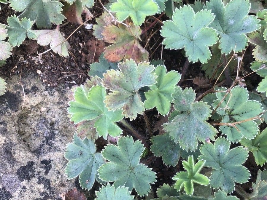 Alchemilla 4