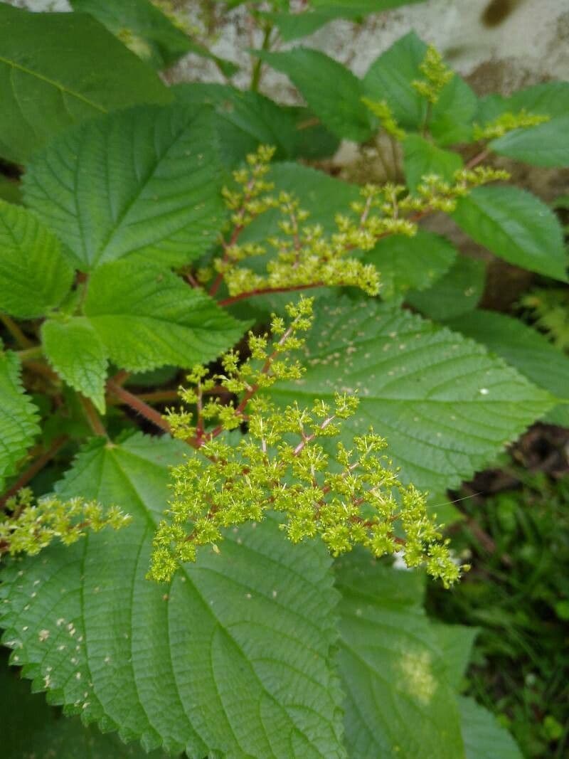 Laportea aestuans 5