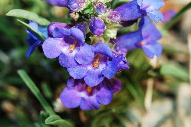 Penstemon