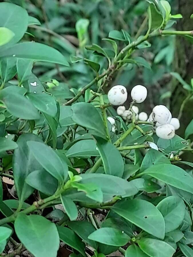 Psicotria serpens 2