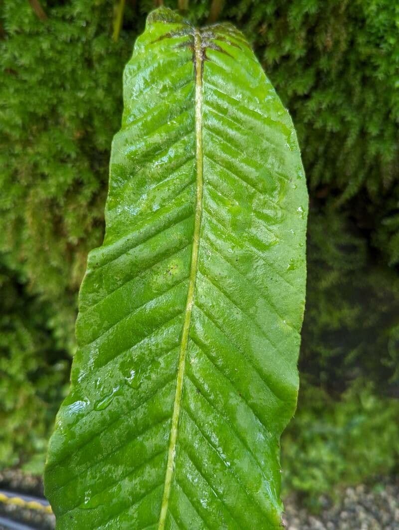 Pyrrosia porosa 5