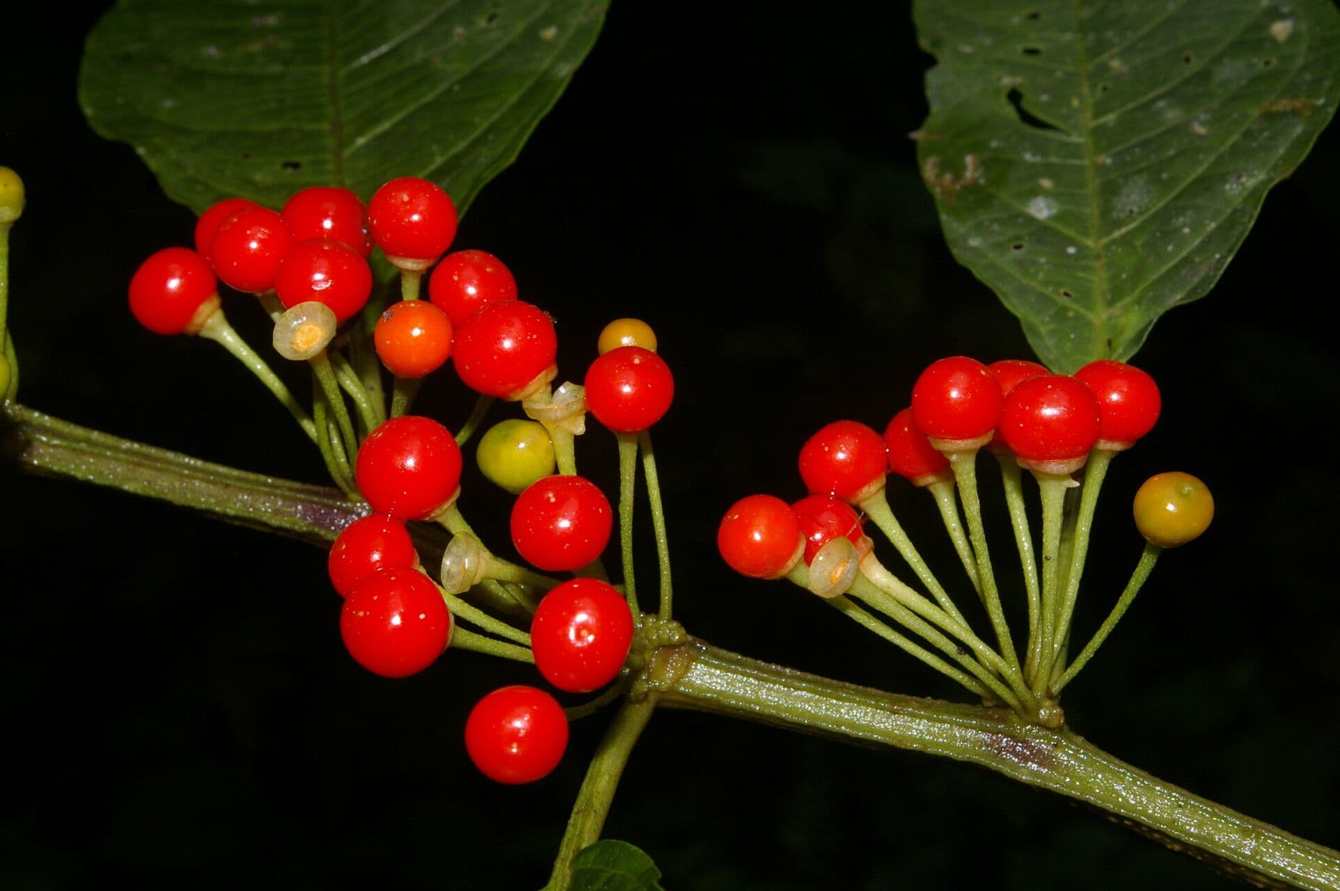 Witheringia 3