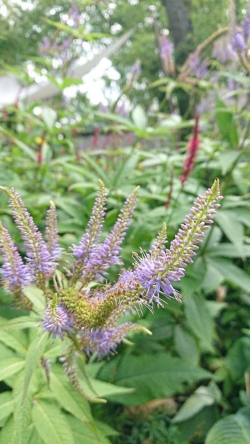Veronicastrum 6