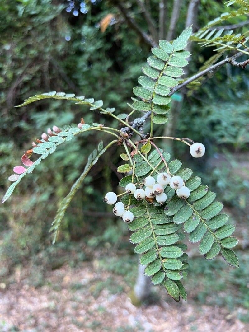 Koehnes Eberesche 7