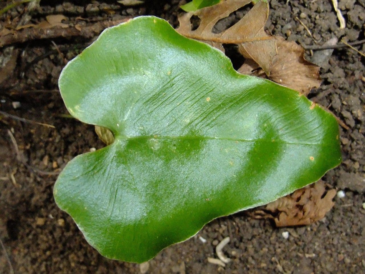 Asplenium hemionitis 11