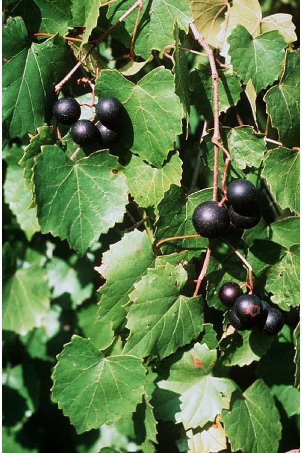 Vite rotondifolia 3
