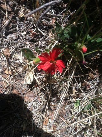 Silene laciniata 9