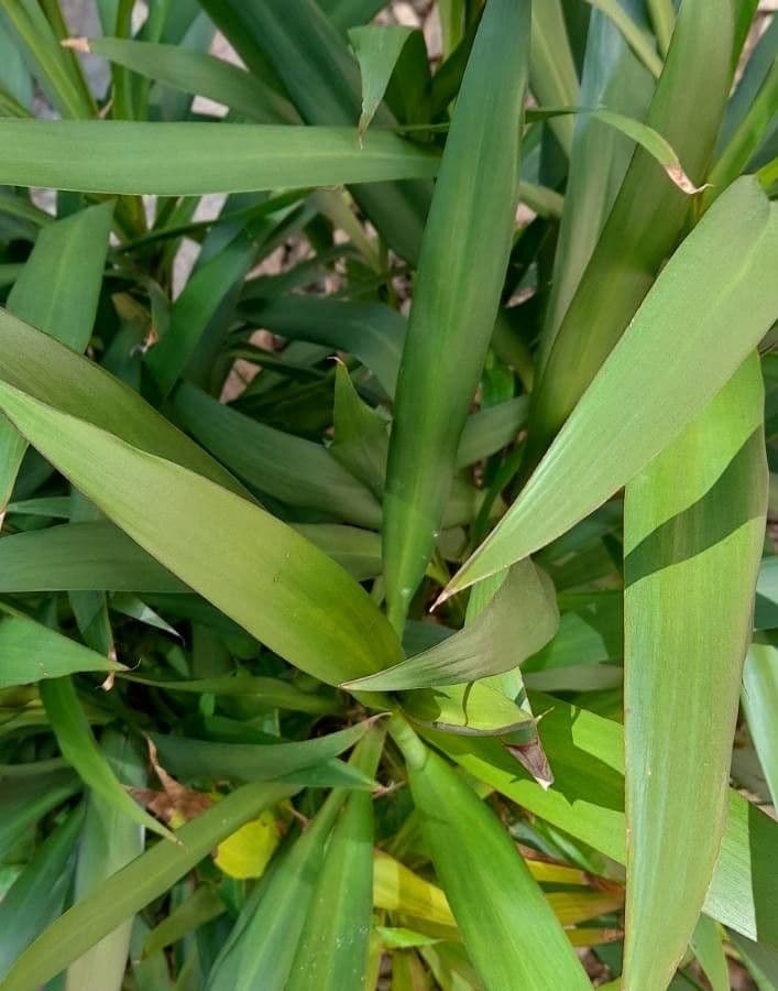 Cordyline stricta 13