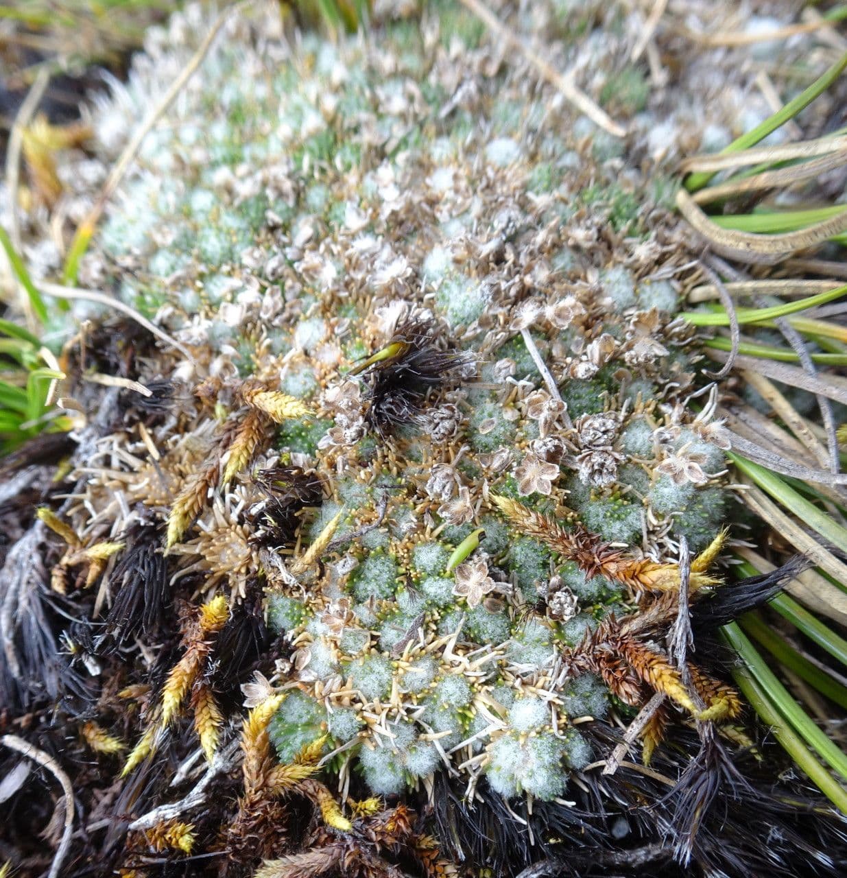 Paepalanthus 10