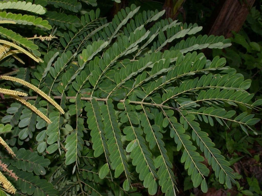 Stryphnodendron 11