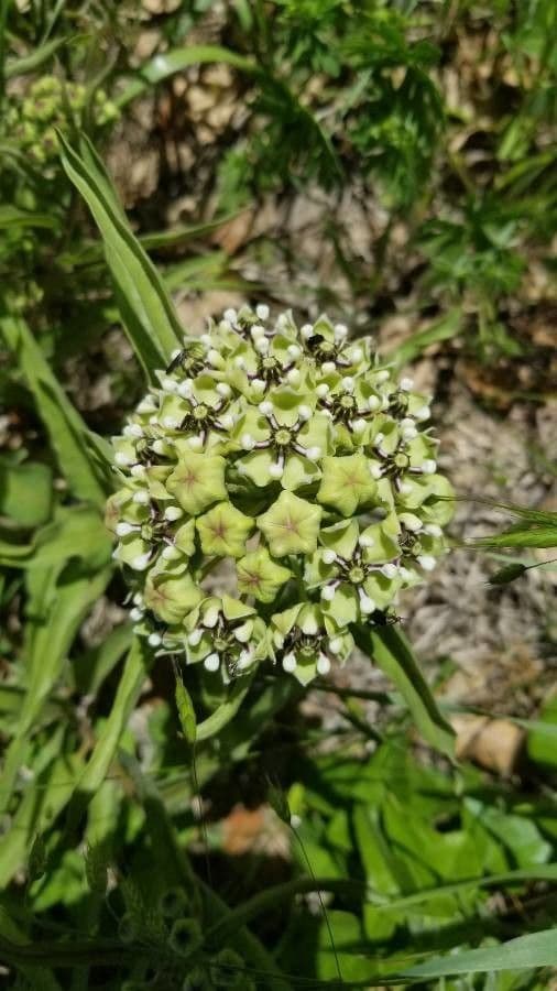 Asclepias asperula 9