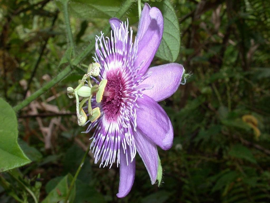 Passiflora 7