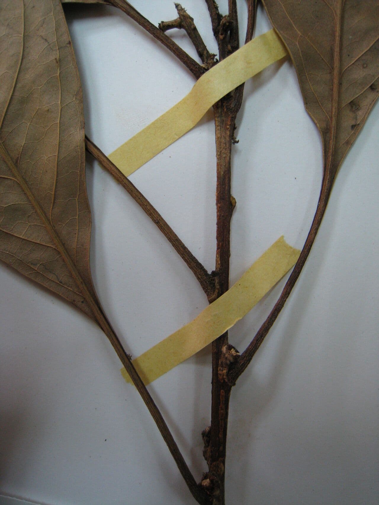 Roupala 3