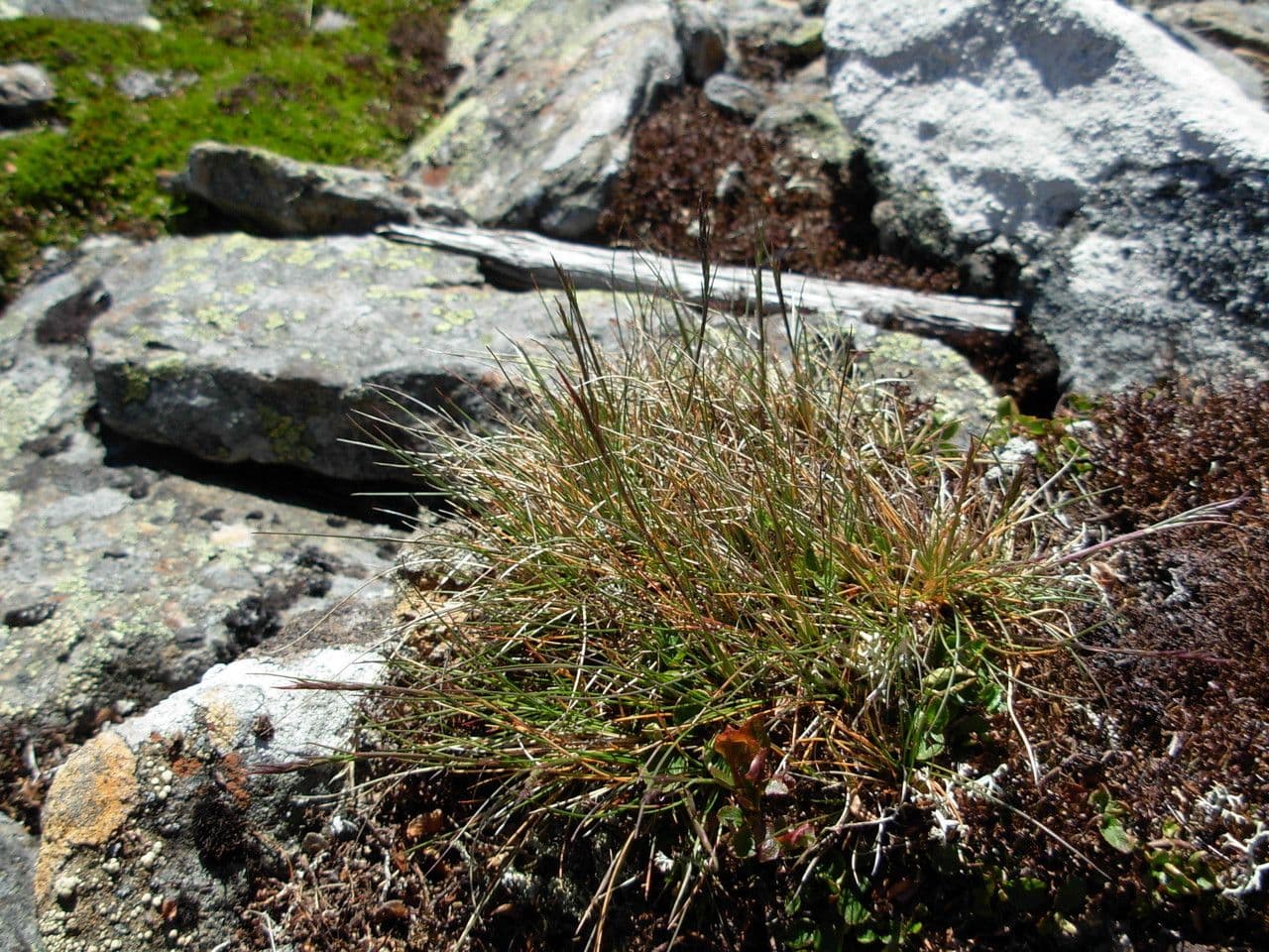 Festuca viviparoidea 5