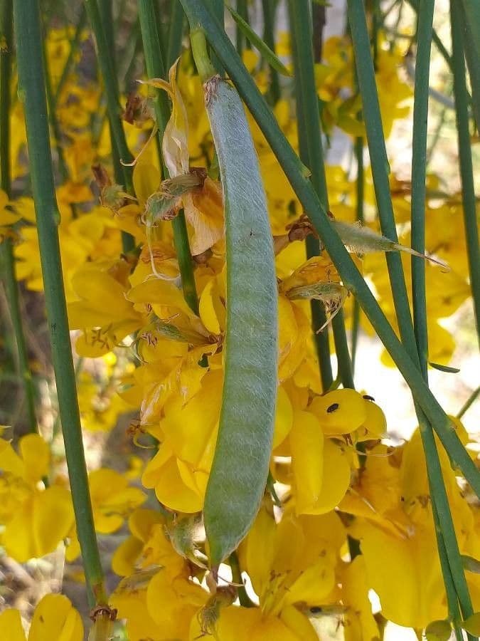 Ginestra odorosa 4