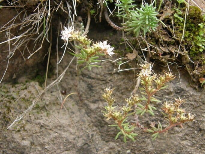 Sedum 4