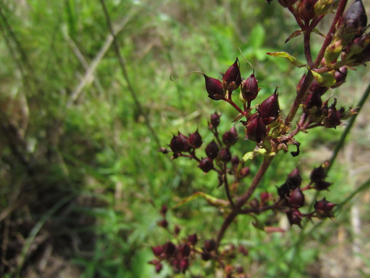 Penstemon